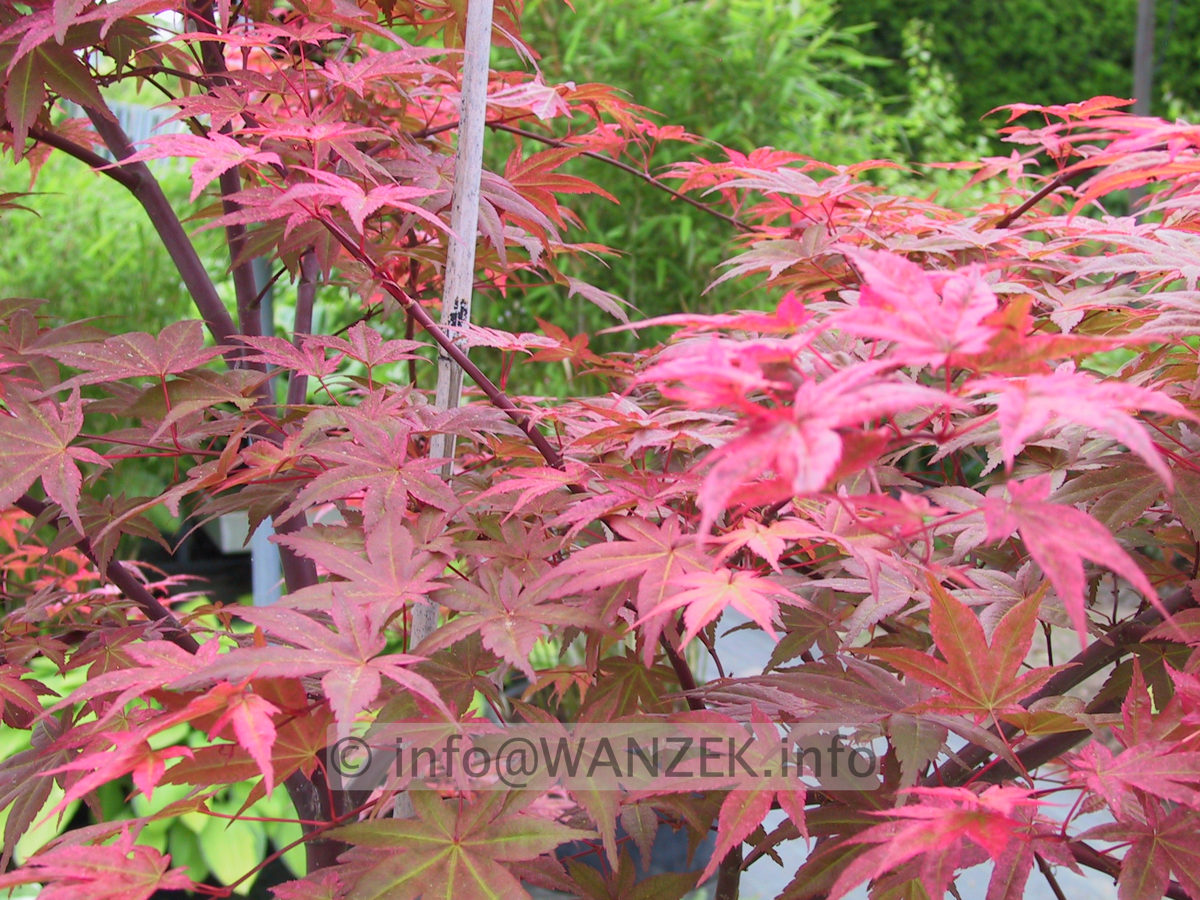 Acer palmatum Deshojo-2.JPG